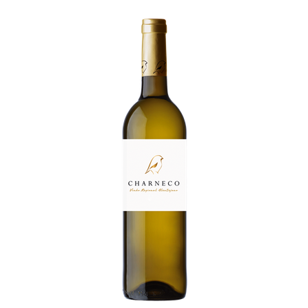 CHARNECO BRANCO 2024